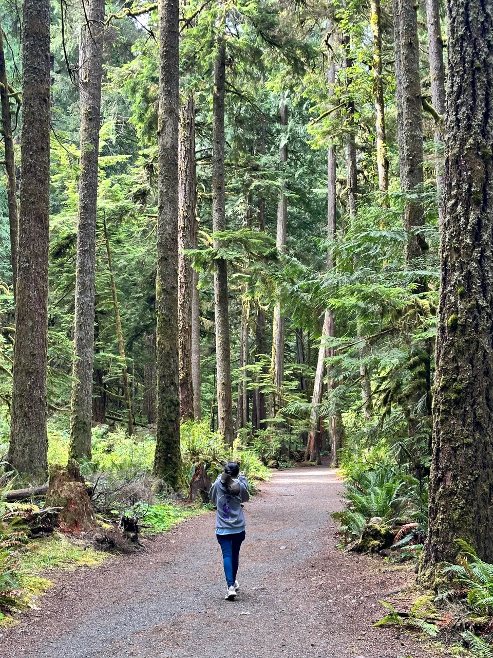 A person walks along a wide gravel trail between very tall, straight trees.