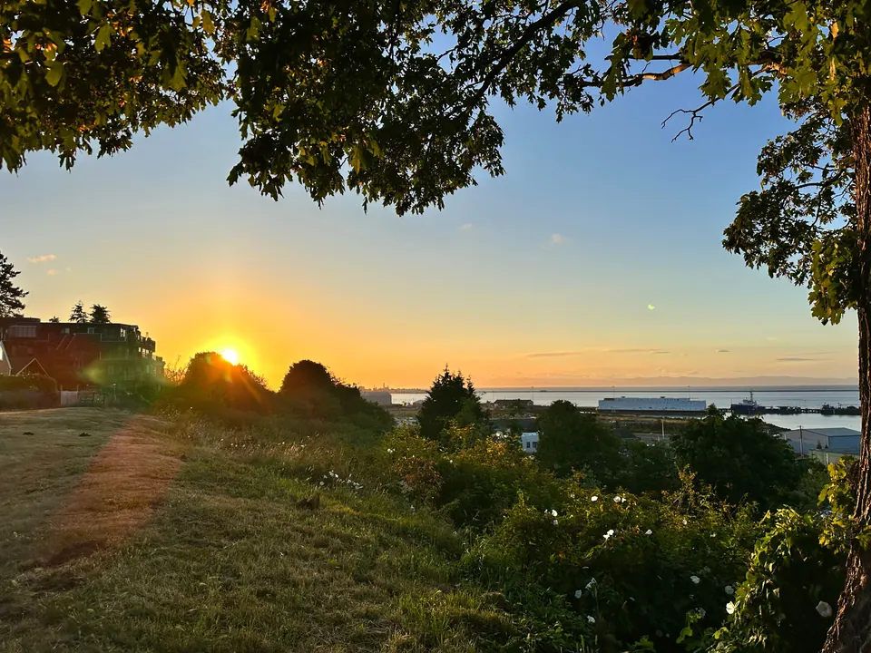 The sun sets through tree branches over a grassy hillside and the sea.