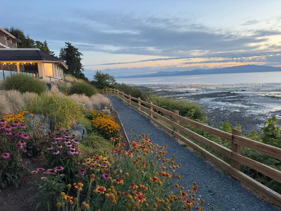 A garden path lined with pink coneflowers and a wooden fence runs along a bank above wide tidal flats at dawn.