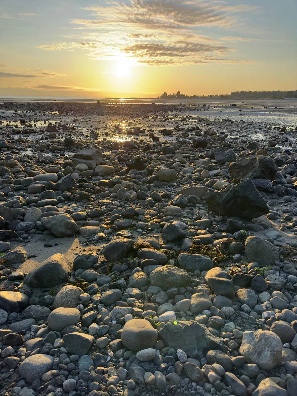 Sunlight glints across a beach of wet stones exposed at low tide.