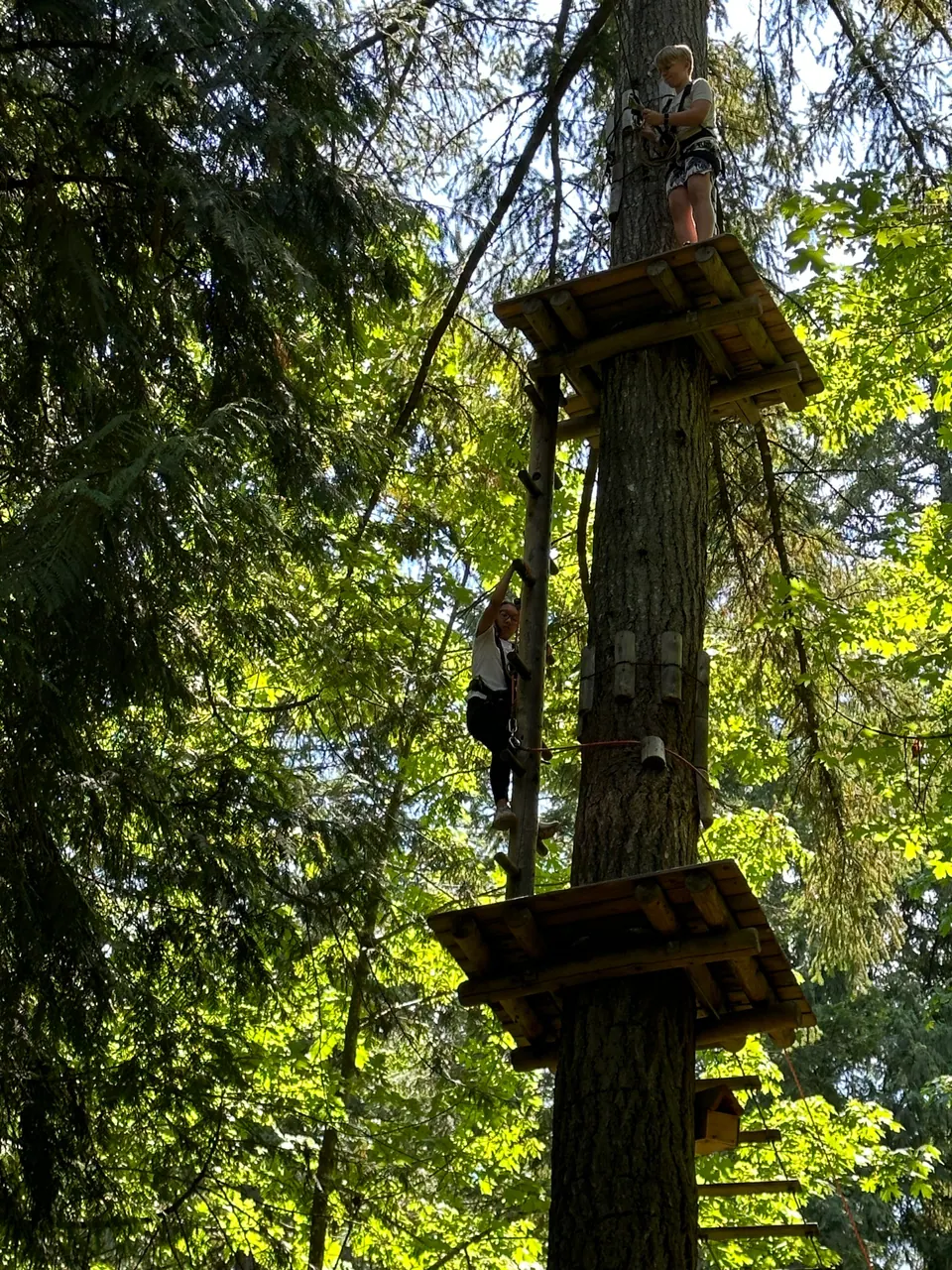 A climber on a wooden platform partway up a tall tree trunk, surrounded by leaves.