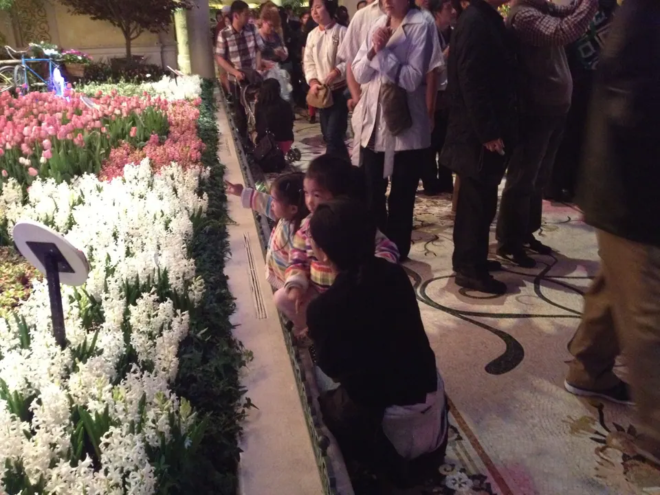 Crowds line the rope along the path beside beds of white hyacinths and pink tulips; two small girls in striped jackets lean over the edge with a woman in black.