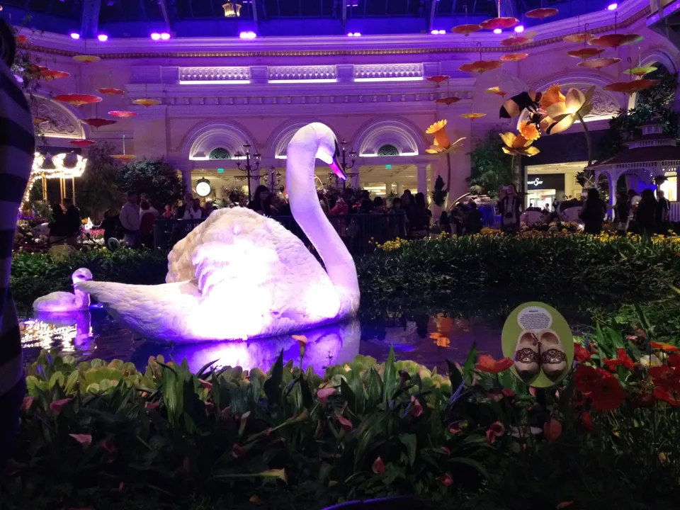 A lit white swan and its cygnet float on the pond in front of the domed hall, with a clog sign in the flowers.