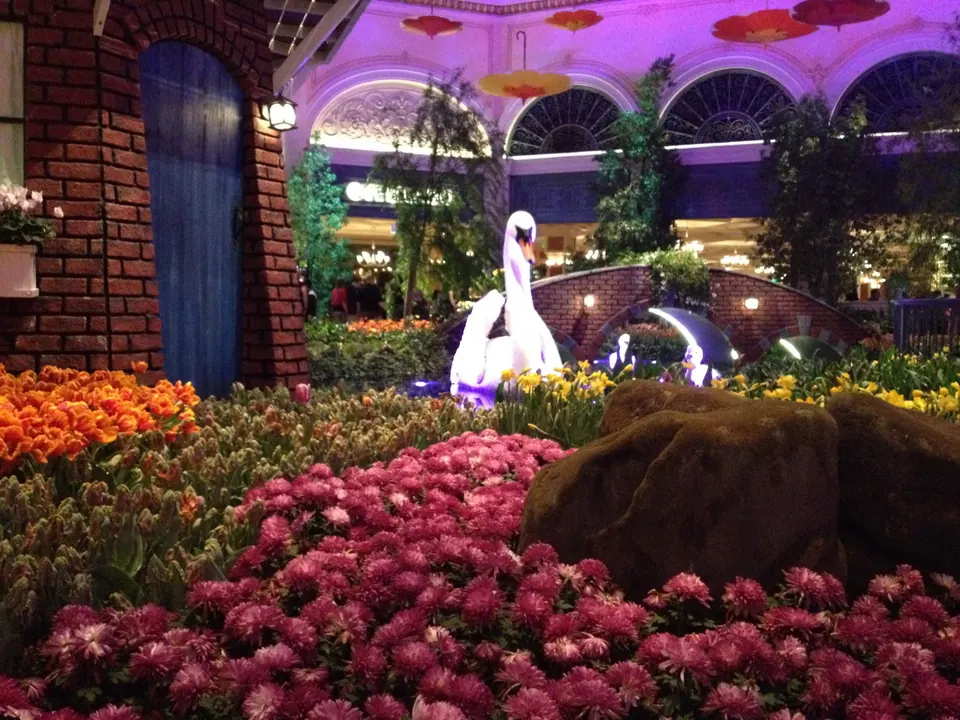 Pink chrysanthemums and orange tulips spread in front of a brick building with a blue door and, beyond, the swans and the arched bridge.