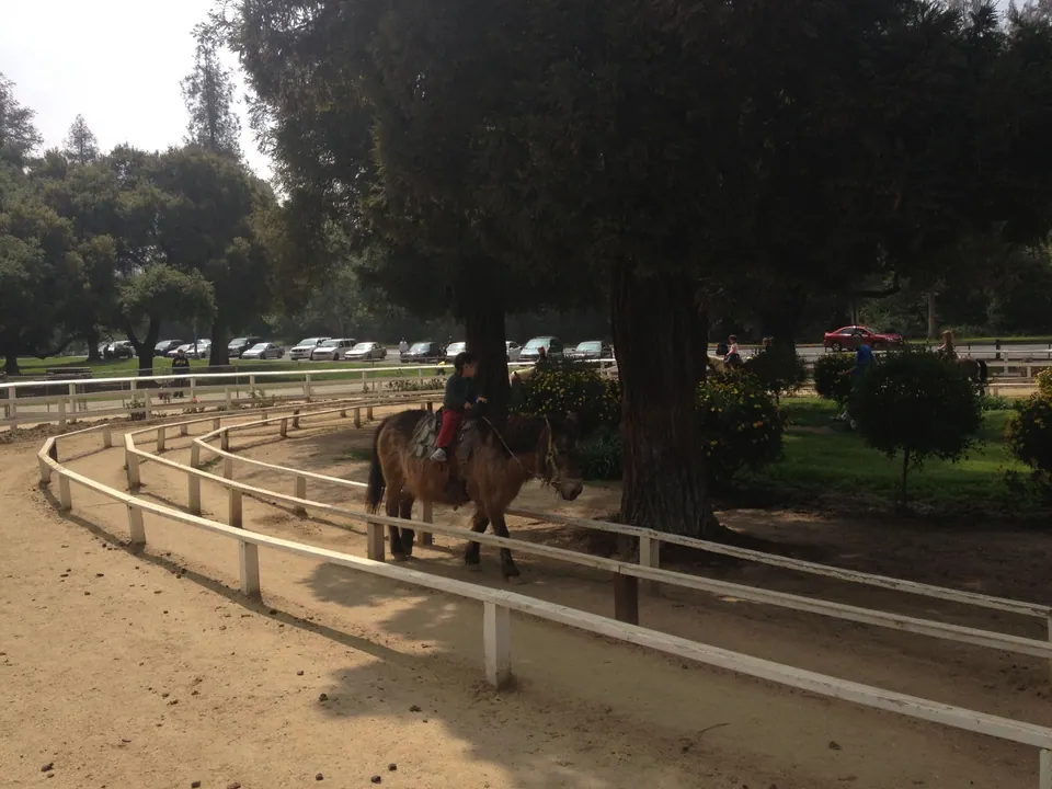 A pony carrying a small rider walks the dirt track along a white fence past a big redwood, the parking lot beyond.