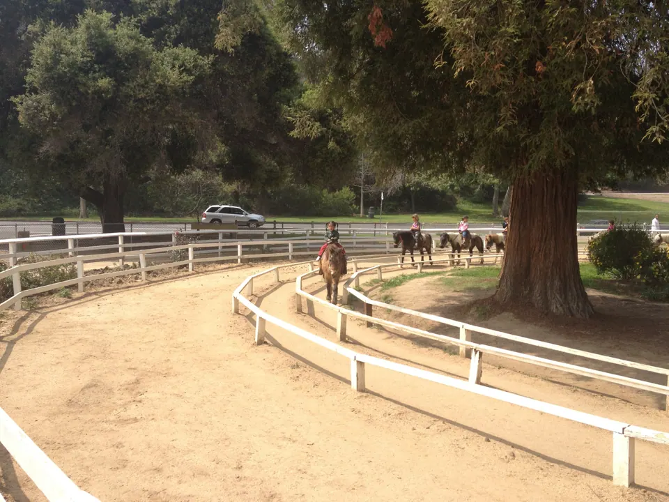 The curving dirt pony track and white rails circle a tall redwood, with a rider on the near lap and more ponies farther round.