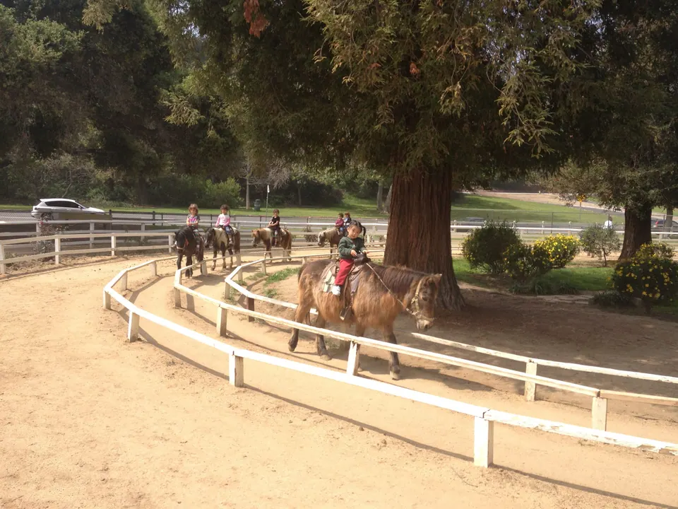 A pony with a small rider in green and red walks toward the camera on the track, other riders in a line behind it under the redwood.