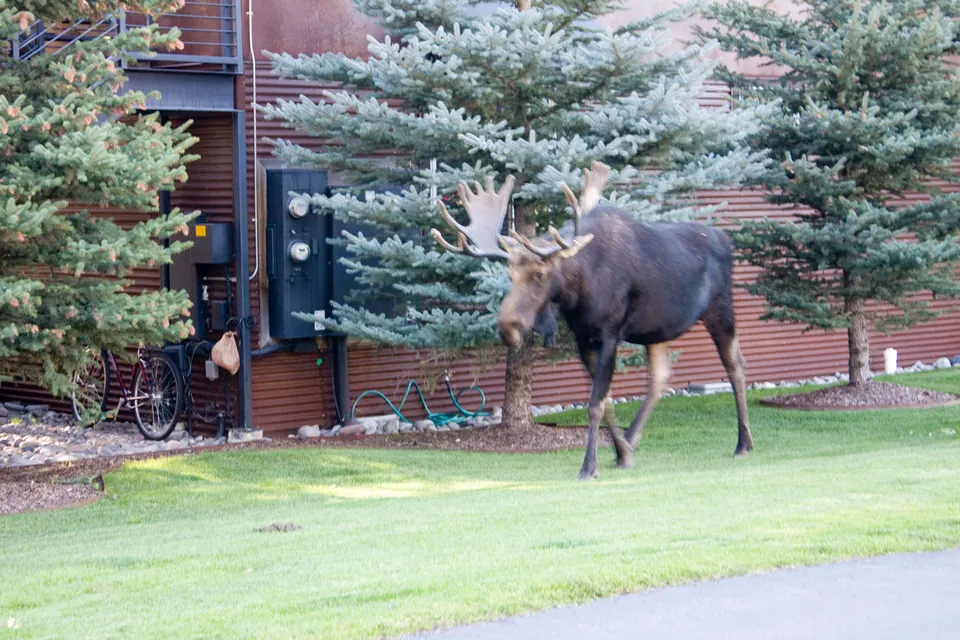 A large bull moose with fuzzy, velvet-covered antlers walks across a green lawn in front of a brown building, blue spruces and a parked bicycle.