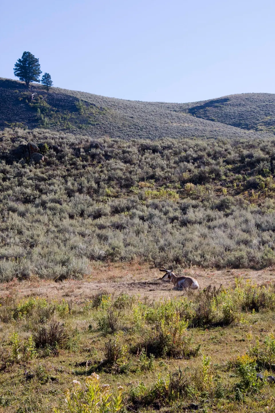 A pronghorn lies in a sandy clearing among green sagebrush below a ridge topped by a lone pine tree.